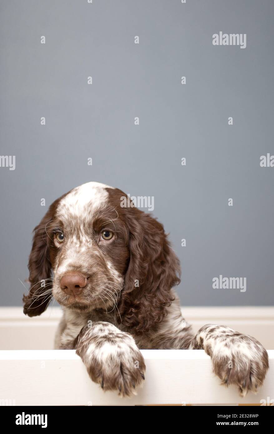 Field Spaniel Welpe klettert auf Treppenhaus. England Stockfoto