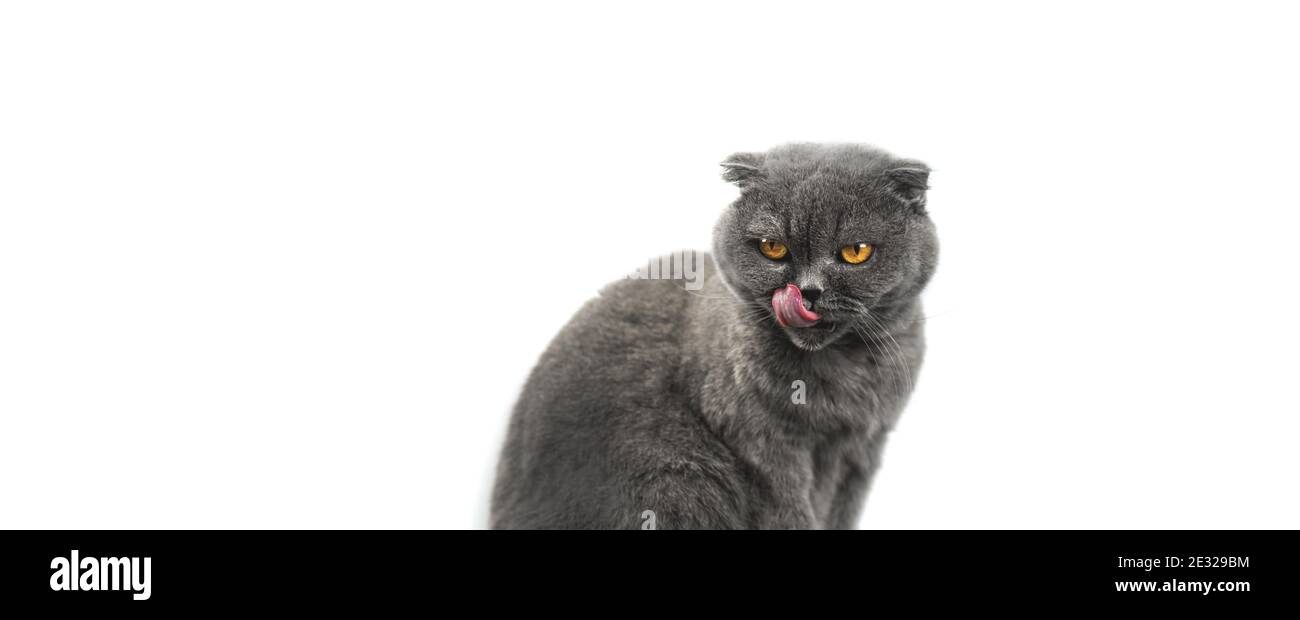 Tierfutter Konzept, Katze ist Licks, Studio-Foto auf isoliertem weißen Hintergrund, Banner mit schottischen Falte Rasse Foto Stockfoto