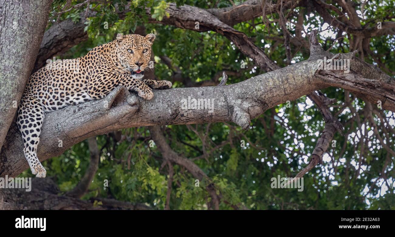 Männlicher Leopard, der in einem Baum im Kruger National Park, Südafrika, ruht Stockfoto