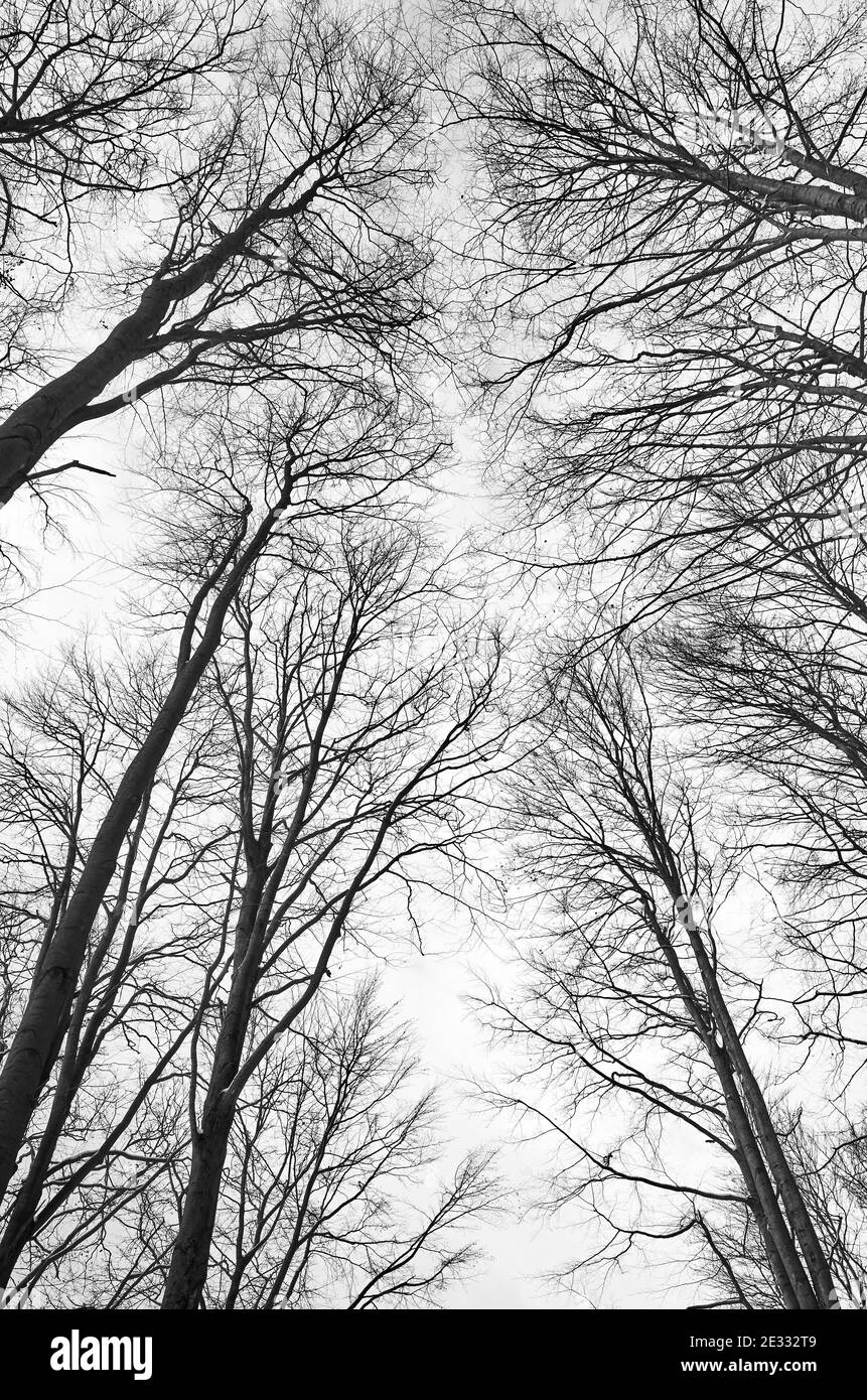 Blick auf Bäume im Wald, Natur abstrakten Hintergrund. Stockfoto