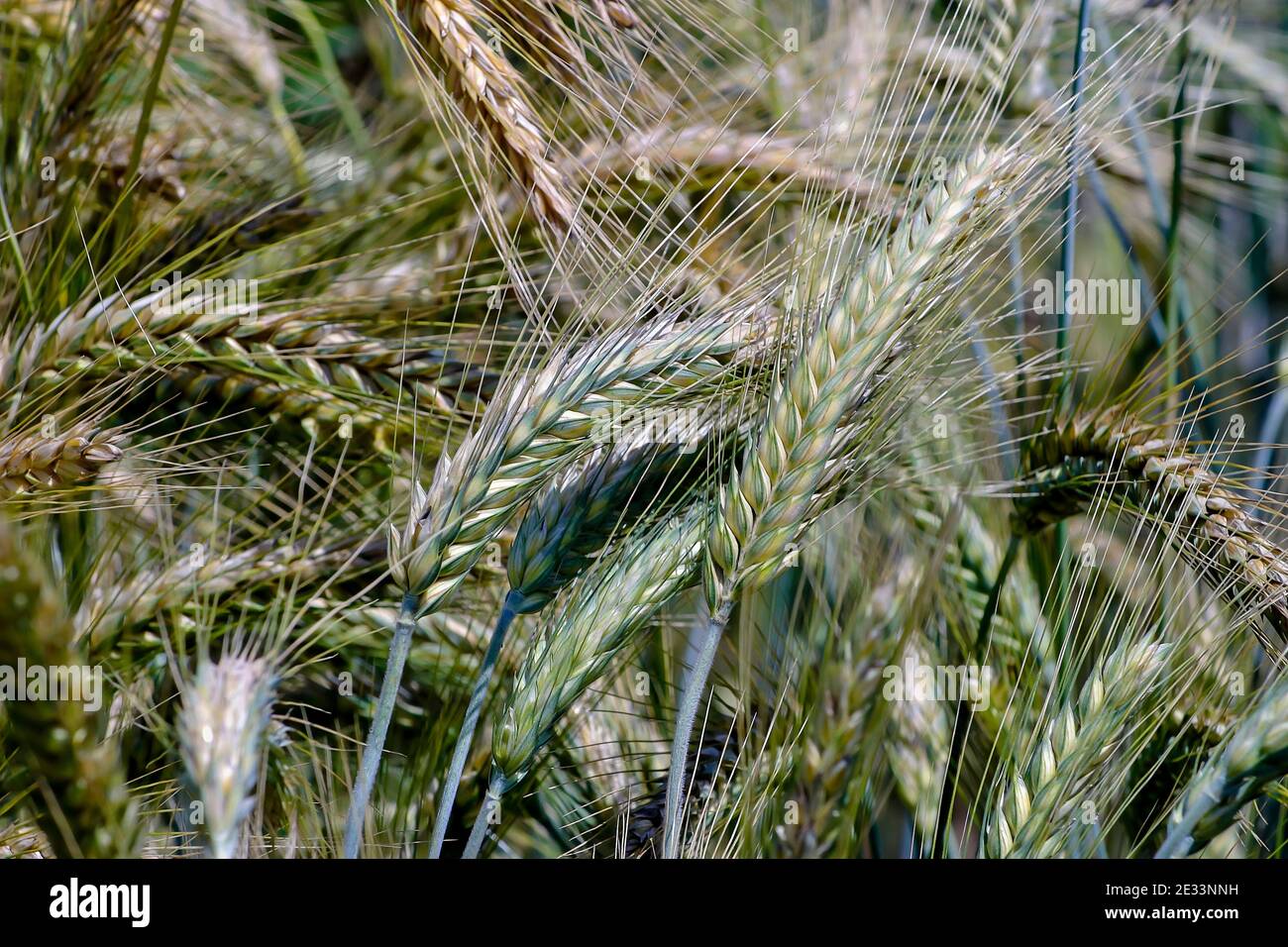 Getreidekreuze aus Weizen und Roggen, Triticale, X Triticale, X Triticosecale - Triticum aestivum x Secale cereale - Bayern, Deutschland, Europa Stockfoto