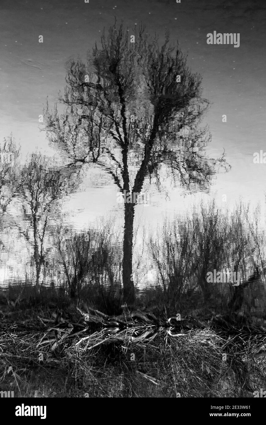 Umgekehrte Spiegelung eines Baumes aus Baumwollholz und was eine sternenklare Nacht zu sein scheint. Stockfoto