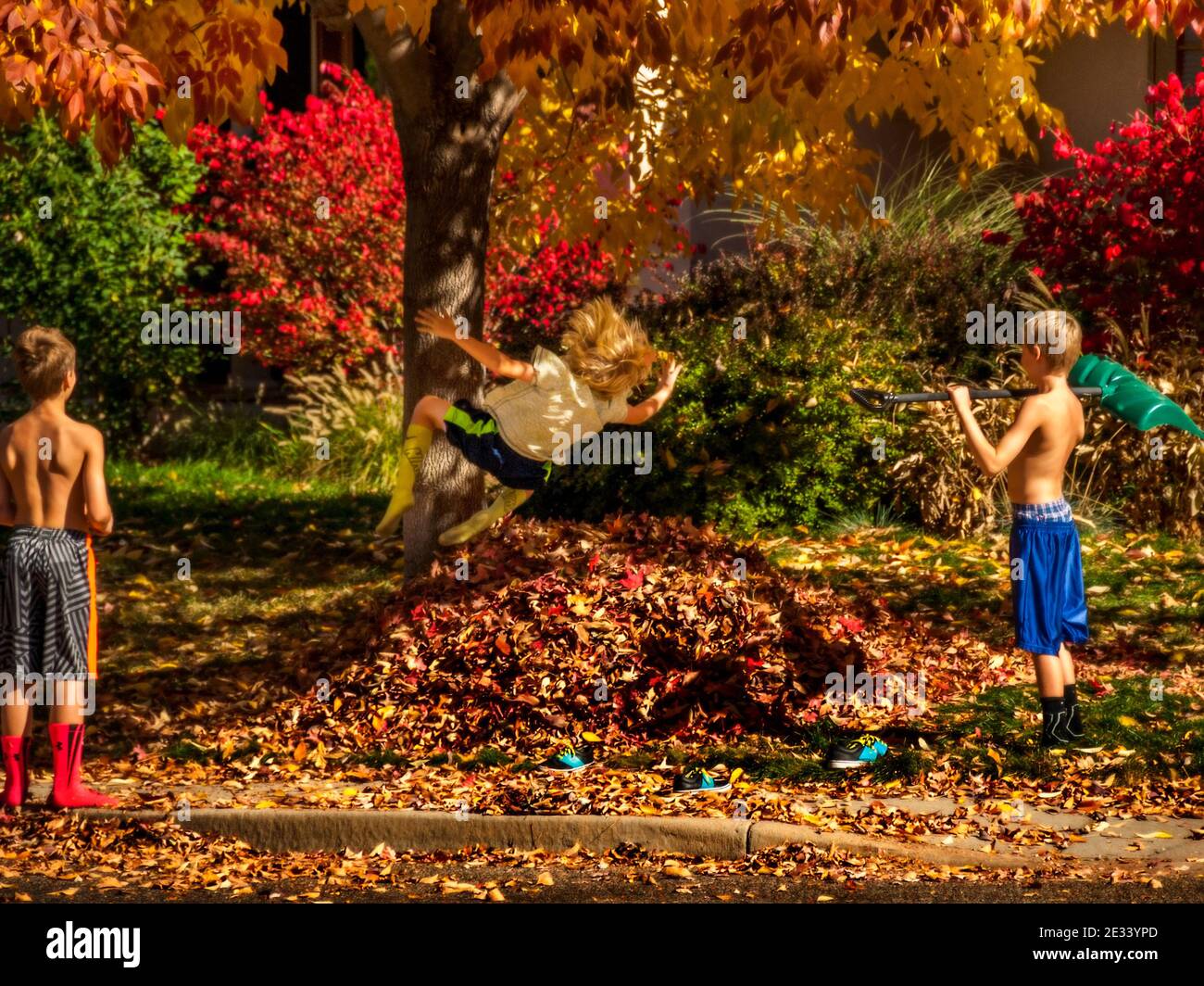 Kind springt vom Baum in einen Stapel herbstlicher Blätter. Stockfoto