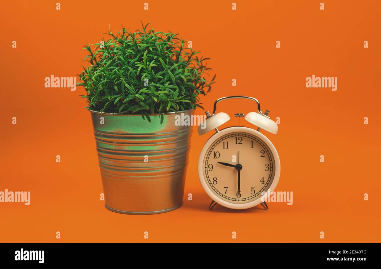 Pop Art Stil Foto Wecker mit Haus Pflanze an Leuchtendes, leuchtendes orangefarbenes Hintergrundfoto Stockfoto