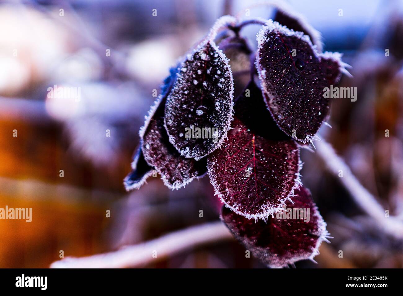 Frost auf den Blättern eines Baumes im Winter Morgen Stockfoto