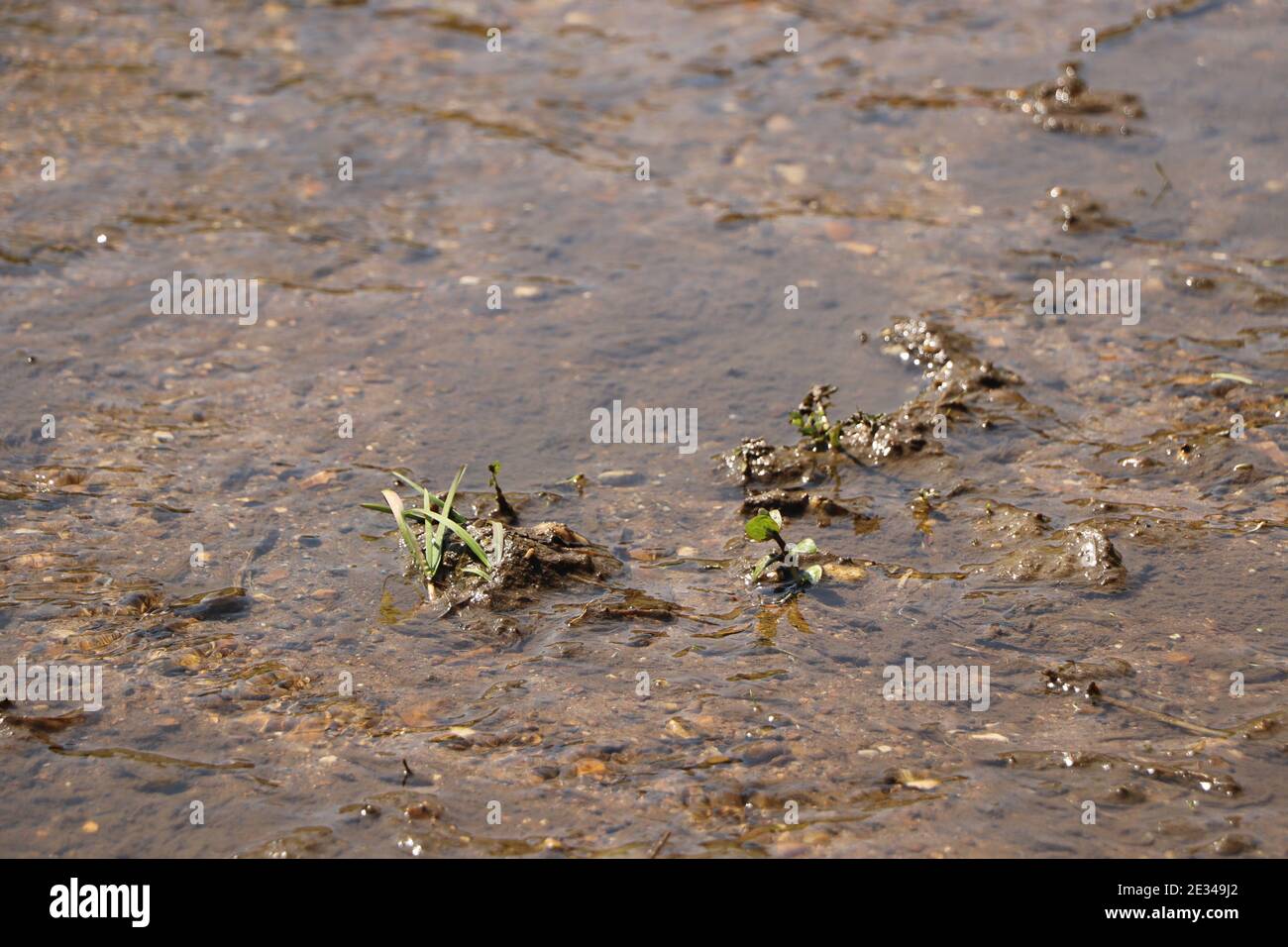 Nahaufnahme von Schlamm und Wasser, die sich im Erdgeschoss befinden Ein Stream Stockfoto