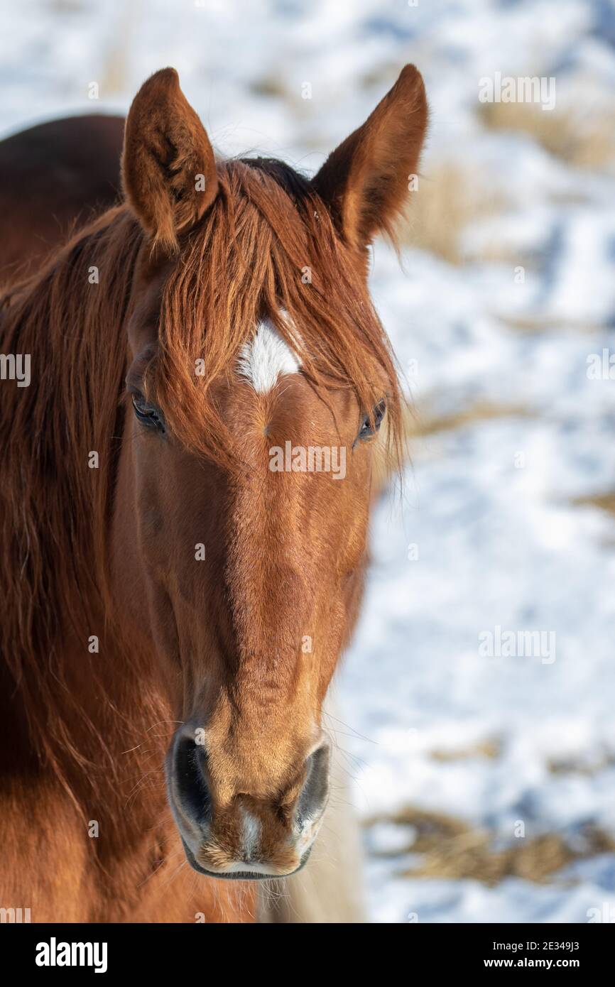 Horse Portrait Stockfoto