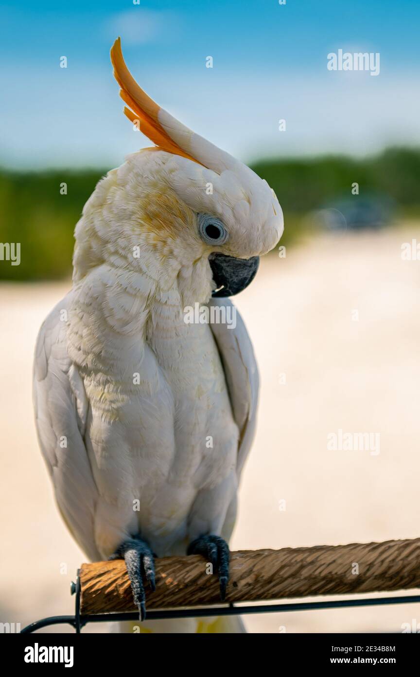 Tropischer Vogel mit Bokeh Stockfoto
