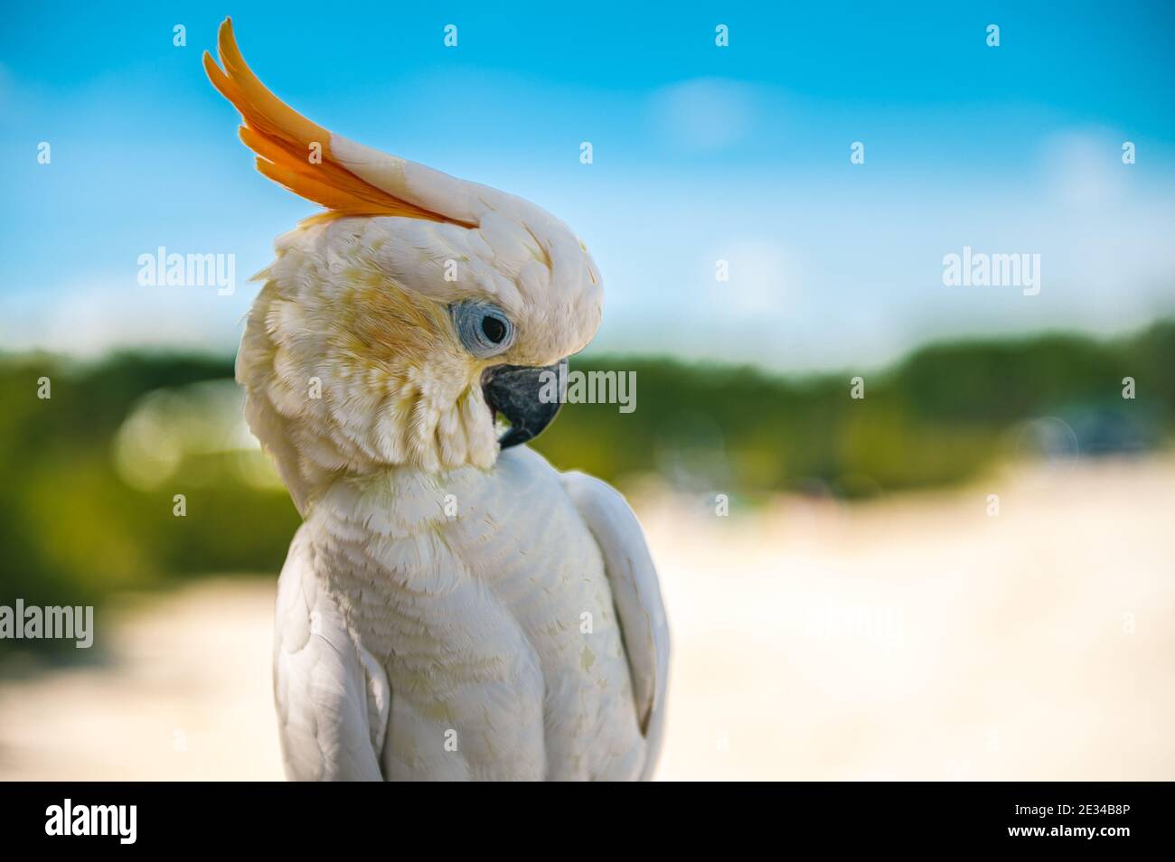 Tropischer Vogel mit Bokeh Stockfoto