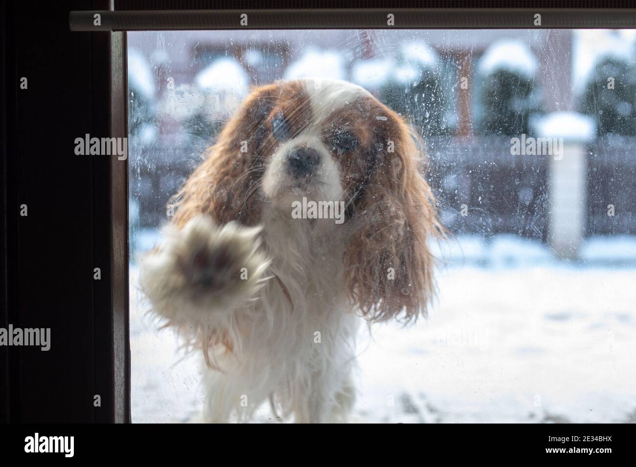 Filmische Unschärfe Aufnahme durch schmutziges verschwommenes Glas Hund klopft an die Tür des Eisglashaus mit seiner Pfote, Cavalier King Charles Spaniel nach Hause fragen Stockfoto