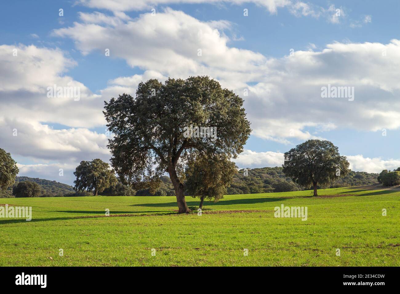 Holm Eiche Hain grüne Landschaft Stockfoto