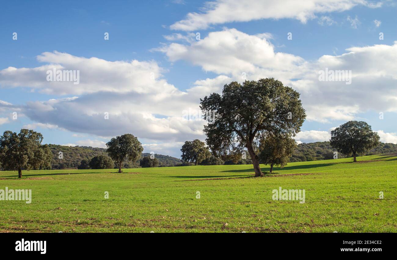 Holm Eichenhain, quercus ilex Bäume grüne Landschaft Stockfoto