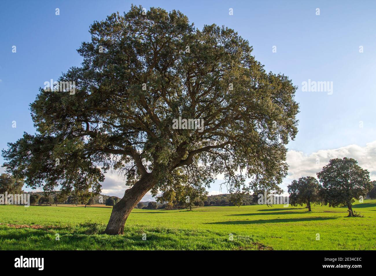 Holm Eichenhain, quercus ilex Bäume grüne Landschaft Stockfoto