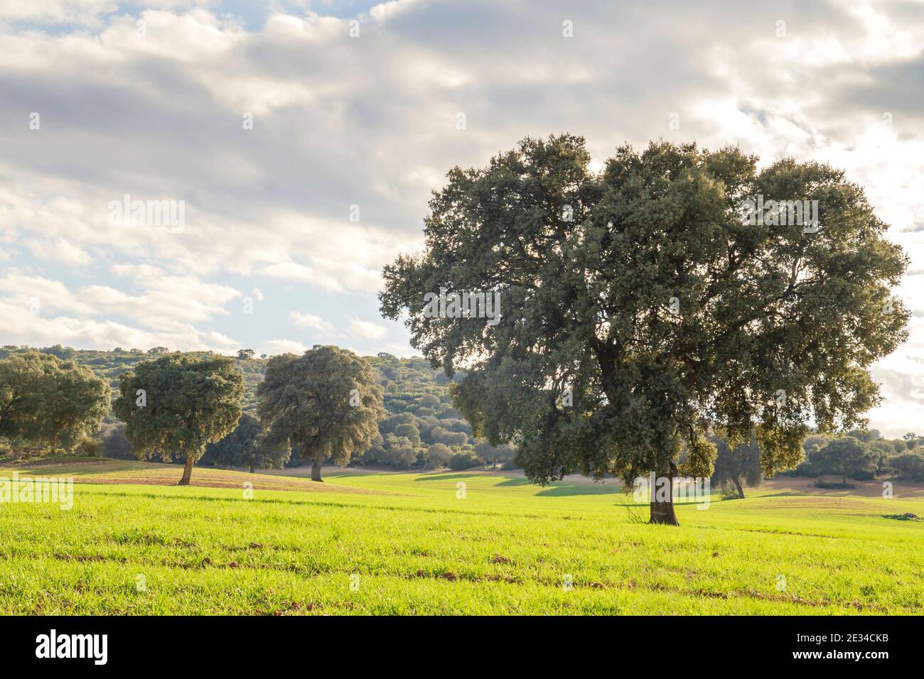 Holm Eichenhain, quercus ilex Bäume grüne Landschaft Stockfoto