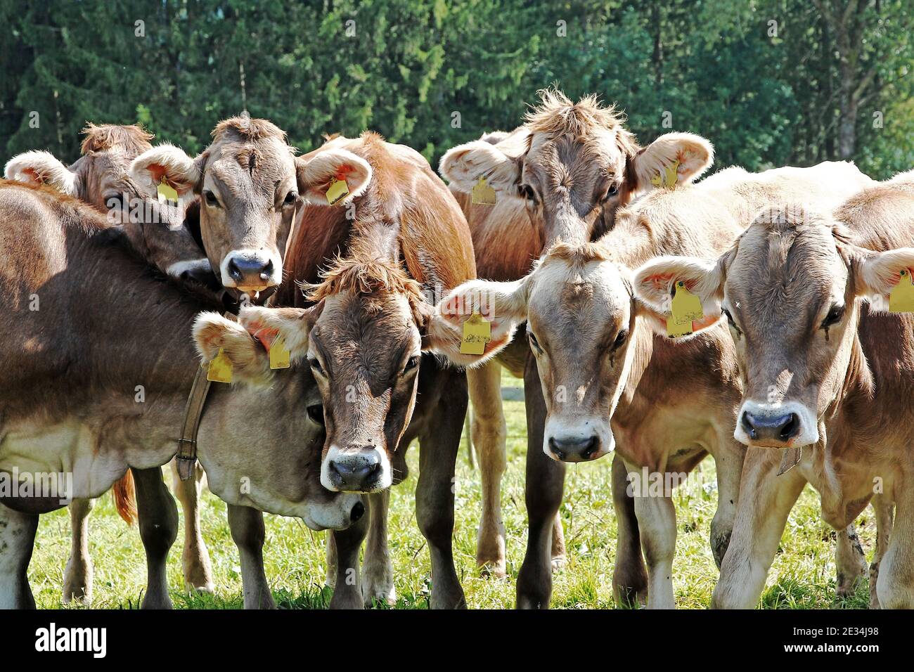 Junge neugierige Braun auf der Weide in Bayern Stockfoto