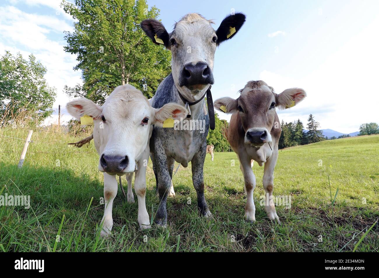 Junge neugierige Braun auf der Weide in Bayern Stockfoto