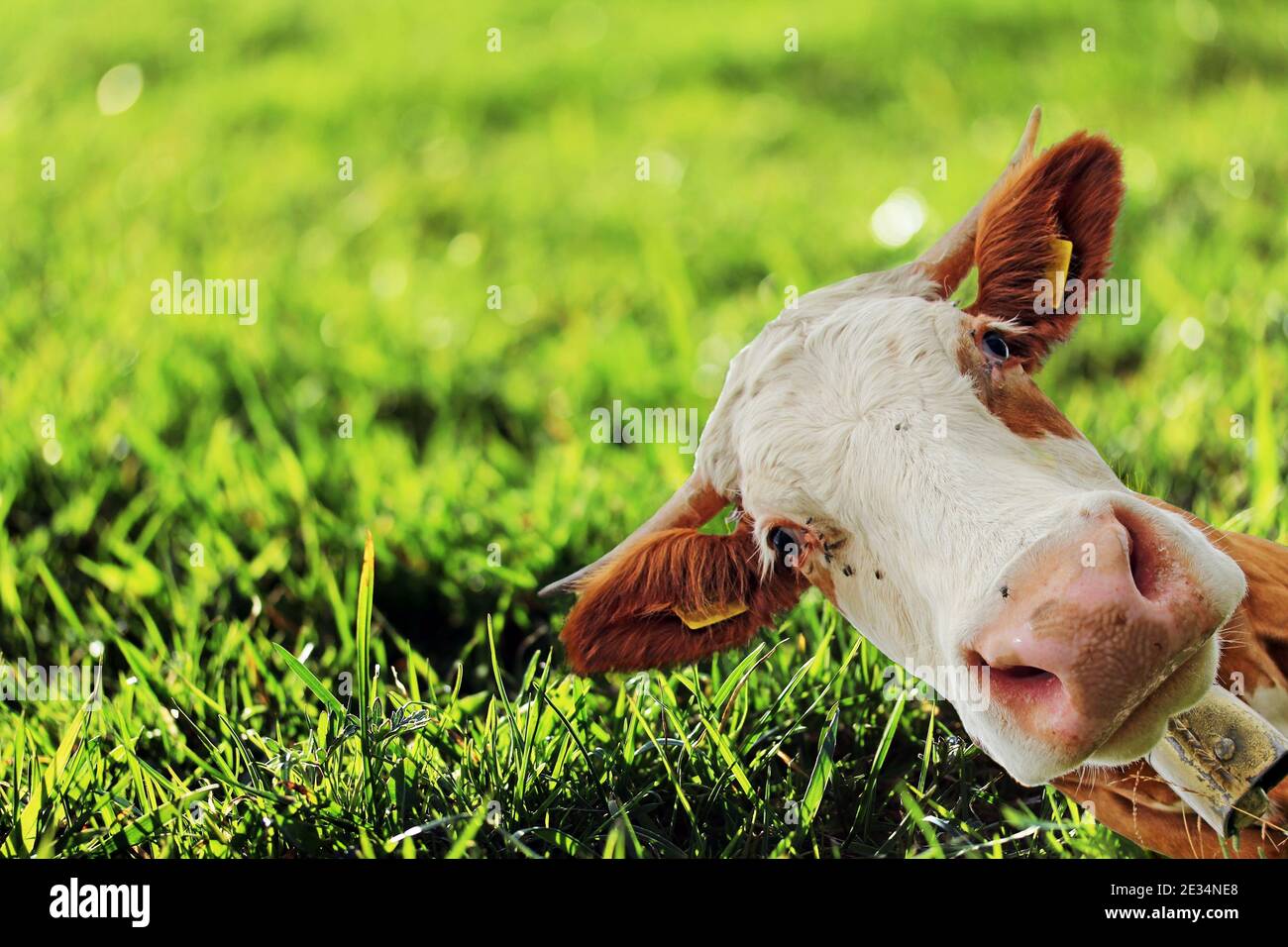 Eine neugierige Kuh schaut um die Ecke. Neugierige Fleckvieh Kuh Stockfoto