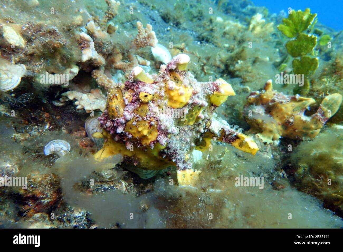 Antennarius maculatus - Warzen-Anglerfisch, Clown-Anglerfisch, Lembeh Street, Sulawesi, Indonesien, Bitung Stockfoto