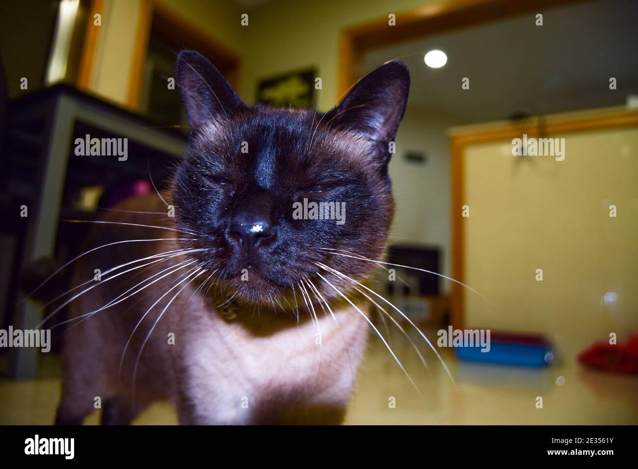 Katze auf ehrliche Kamera blitzte zu Fuß im Haus, Felis silvestris f. catus Stockfoto