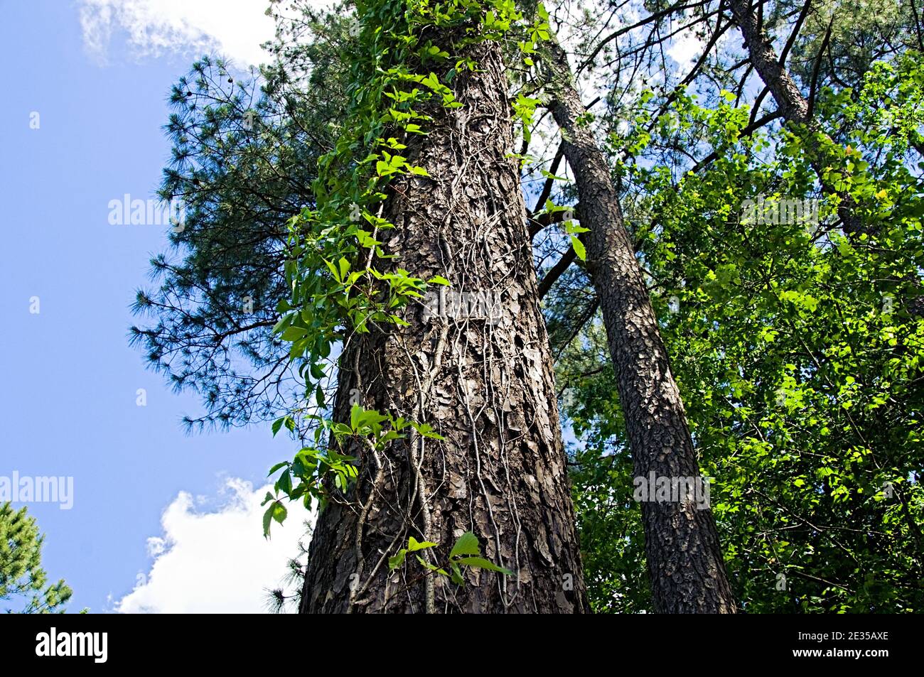 Baum mit den Blättern darauf, neben mehr die Bäume und der Wald Stockfoto