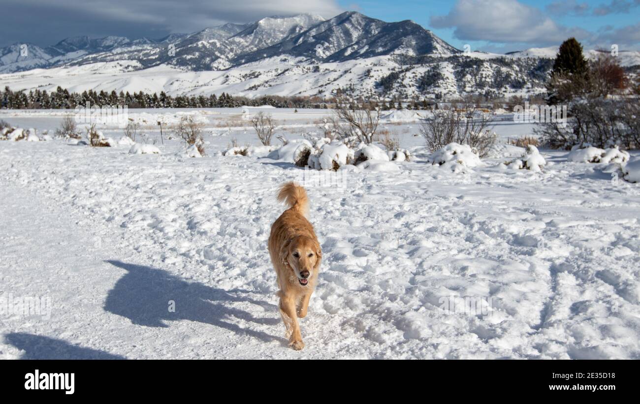 Golden Retriever im Schnee Stockfoto