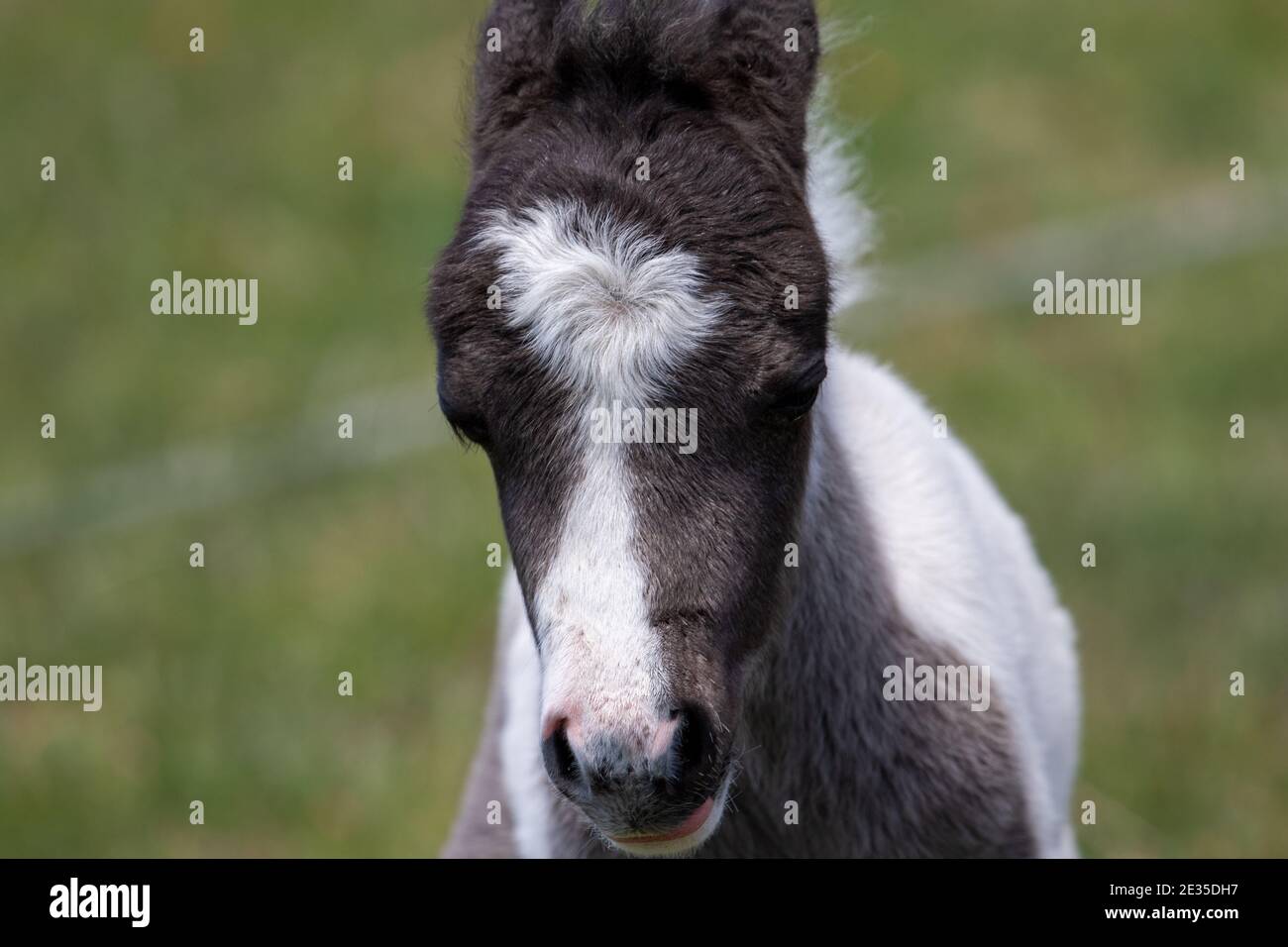 Mini Horse Stockfoto