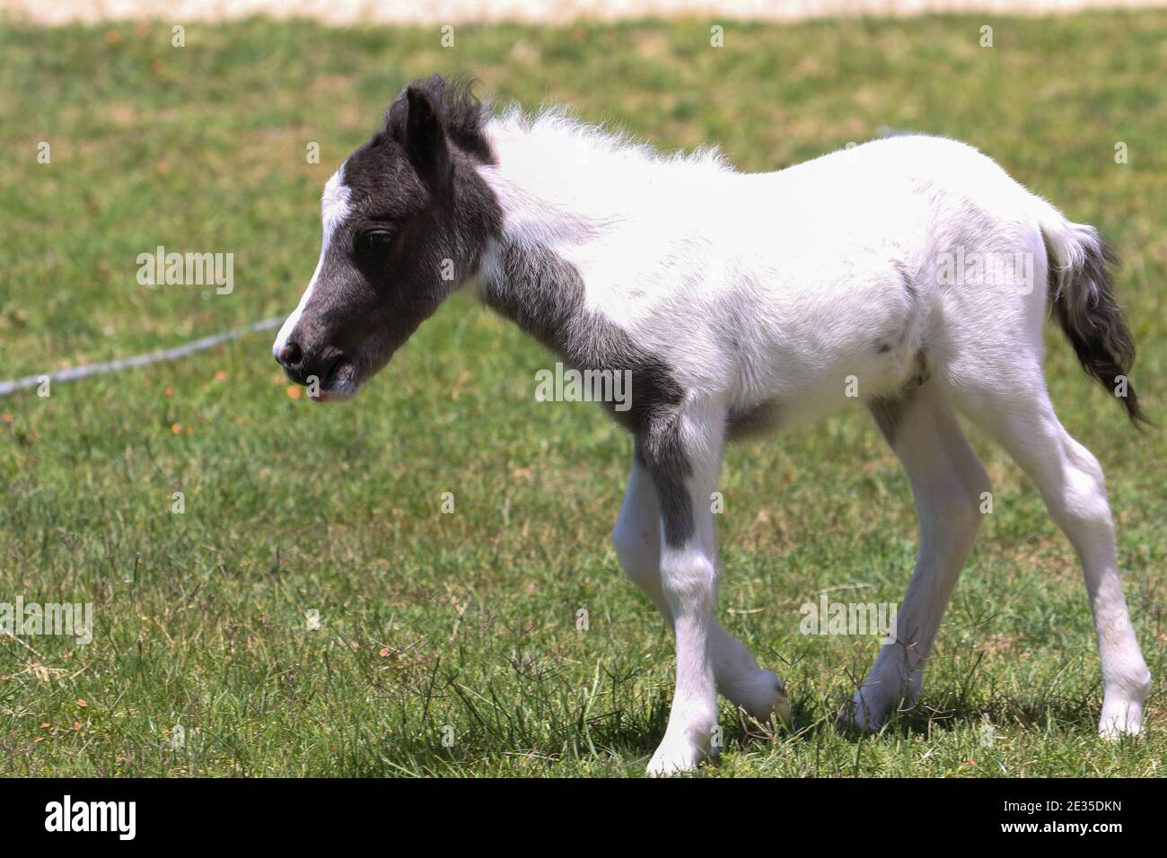 Baby Mini Horse Stockfoto