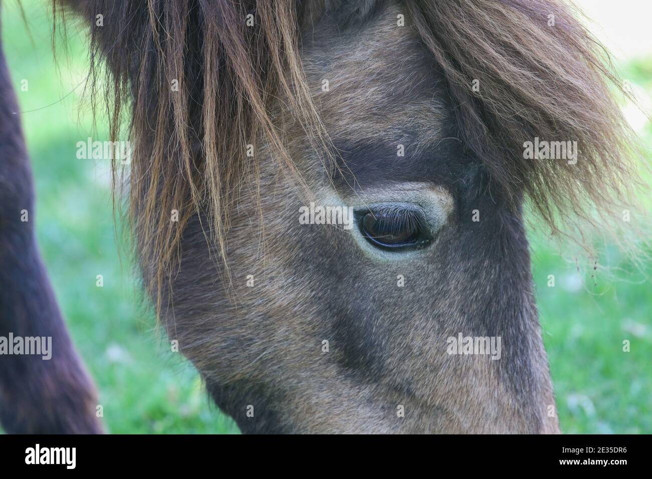 Pferd, Essen Stockfoto