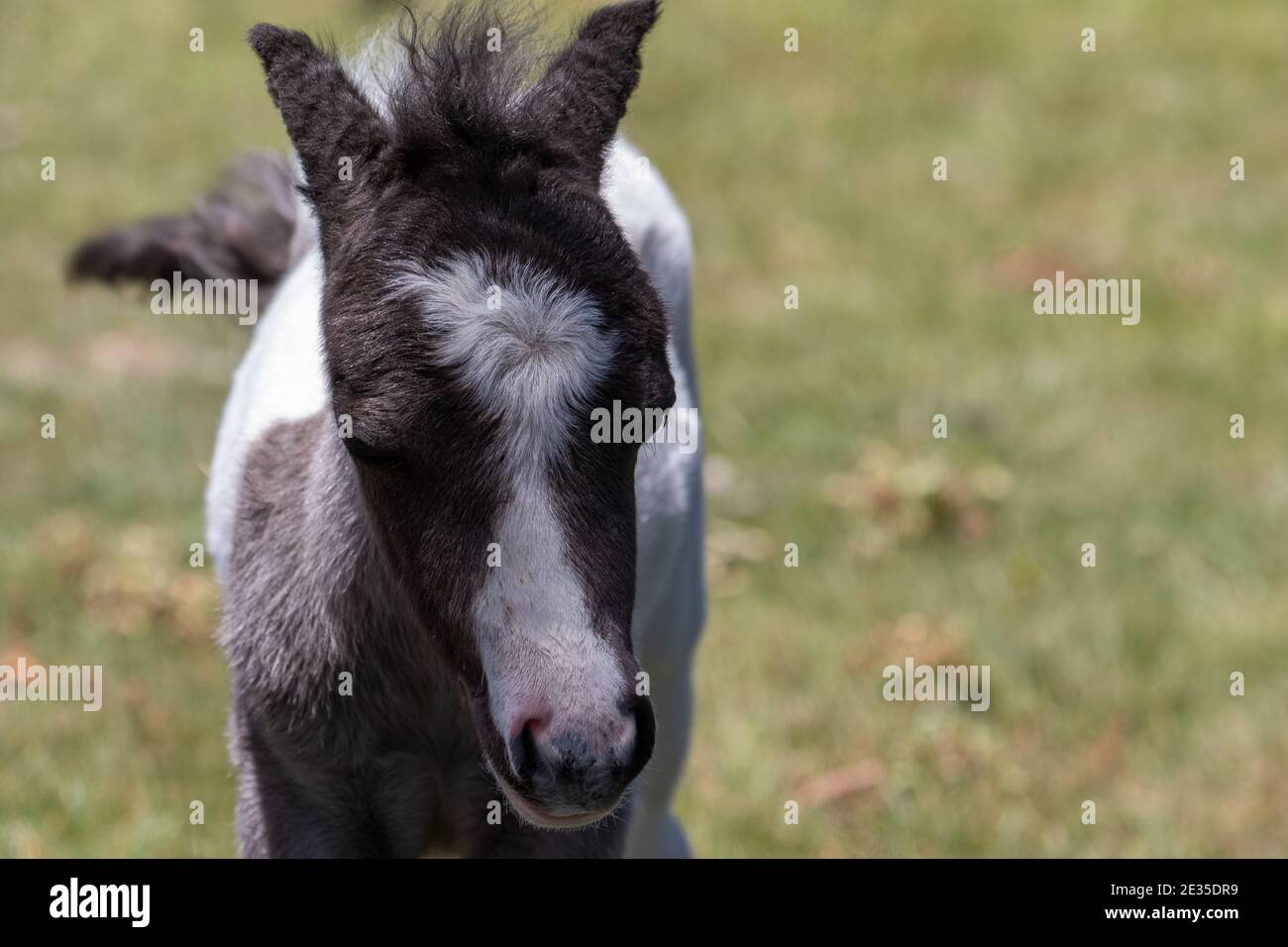 Baby Miniaturpferd Stockfoto