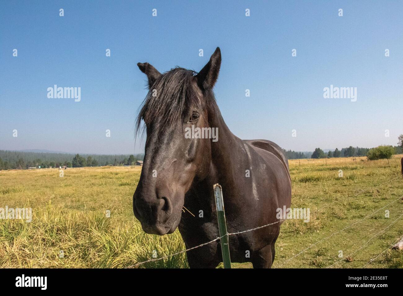 Pferd Stockfoto