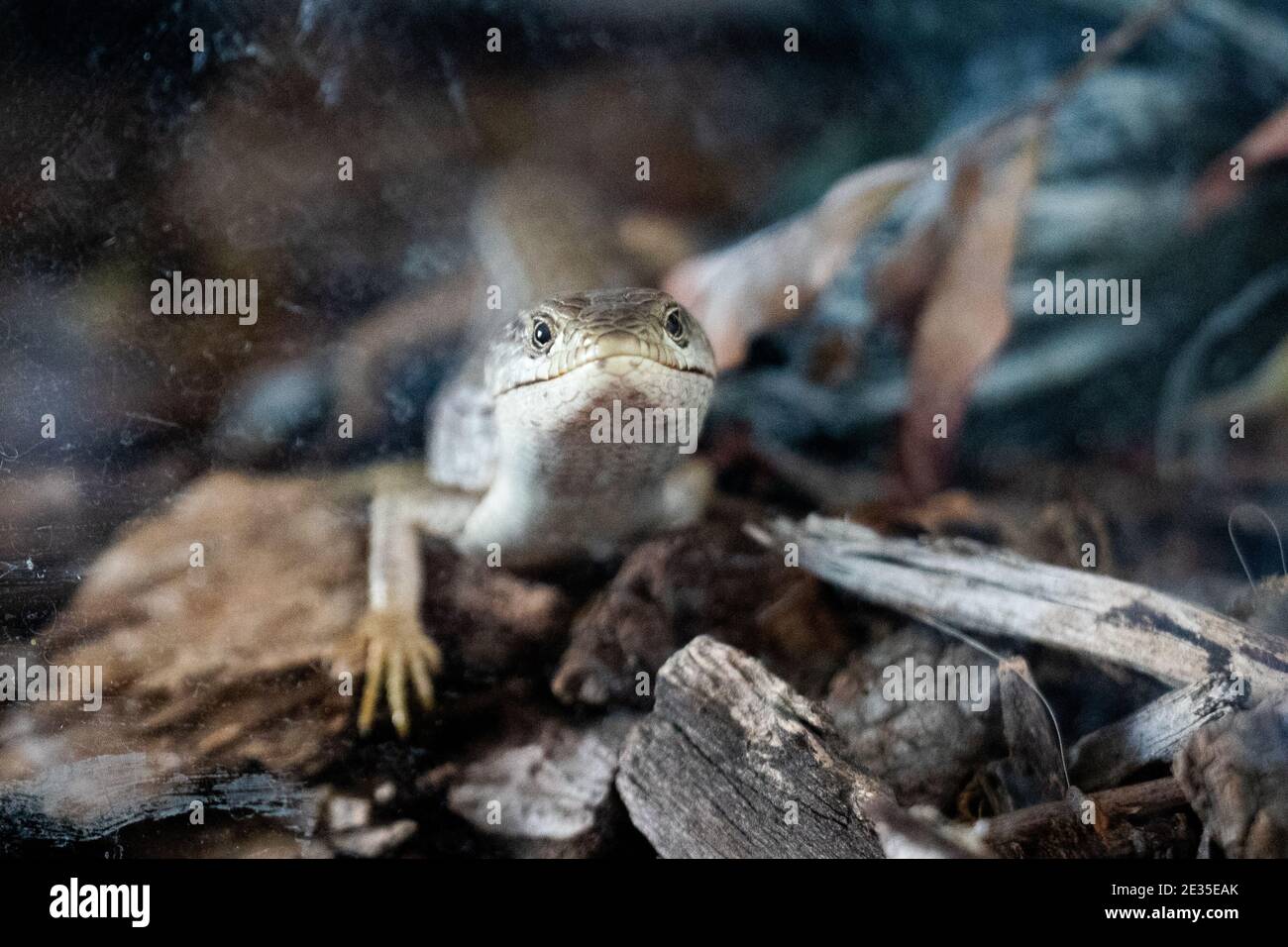 Alligator Eidechse Stockfoto