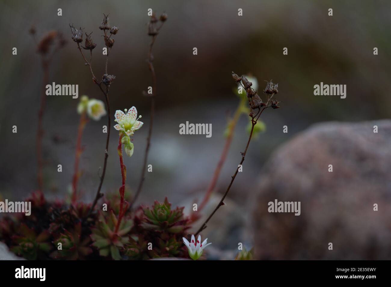 Eine stachelige Saxfrage oder dreizähnige Saxfrage, kleine cremefarbene weiße Blüten mit roten und gelblich-orangen Flecken. Wächst in der kanadischen Arktis Stockfoto