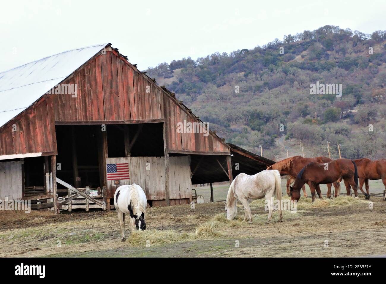Pferde essen am Abend in der Nähe von Lakeport auf Clearlake, Kalifornien mit amerikanischer Flagge auf der alten Scheune im hinteren Teil Stockfoto