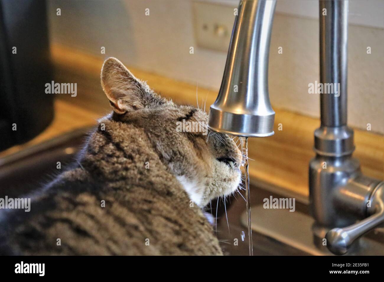 Nahaufnahme von tabby Katze Trinkwasser aus der Familie Küchenarmatur Stockfoto