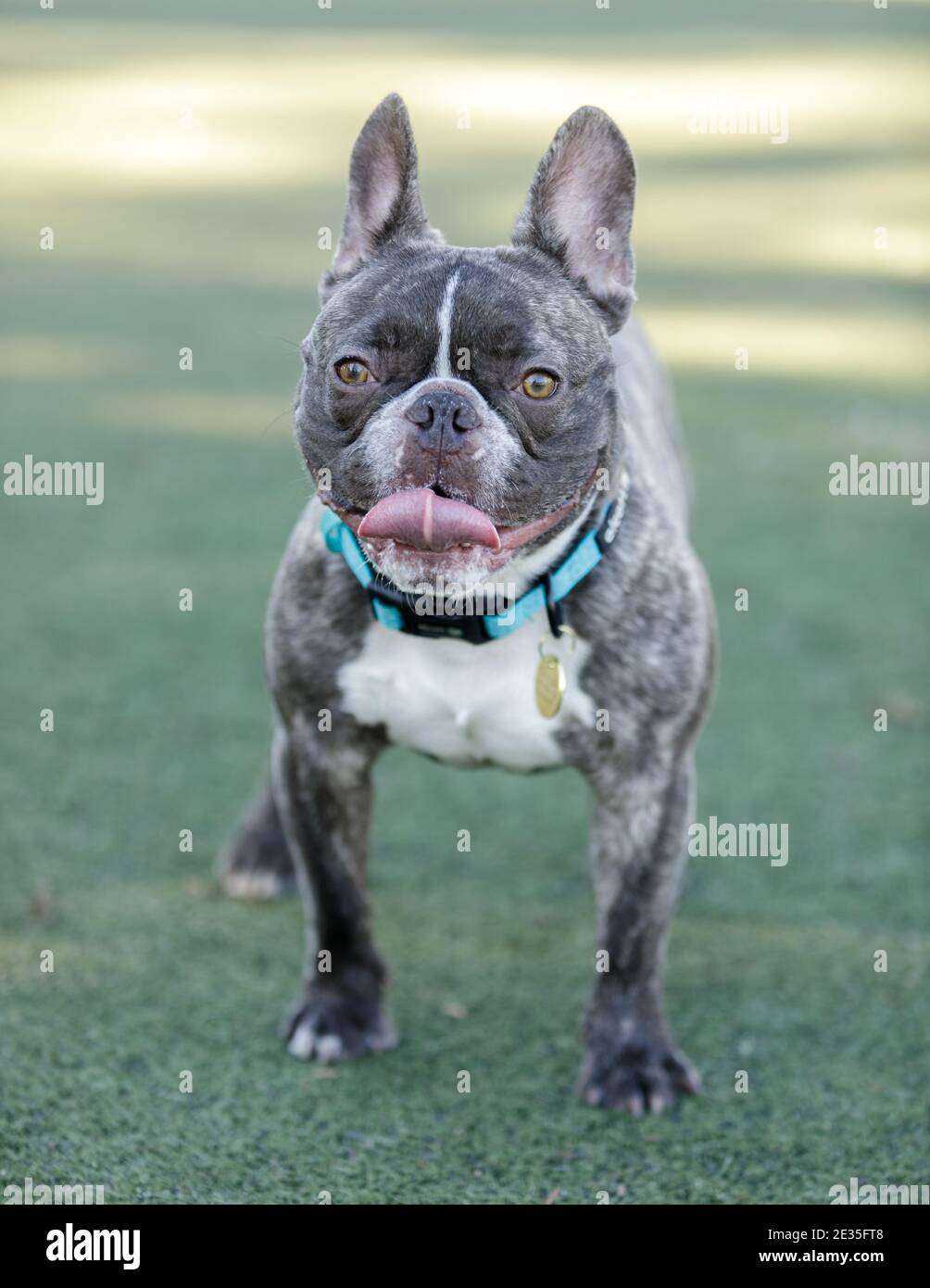 1-jährige französische Bulldogge, Schokolade Brindle mit weißem Patch Männlich, hervorstehende Zunge Stockfoto
