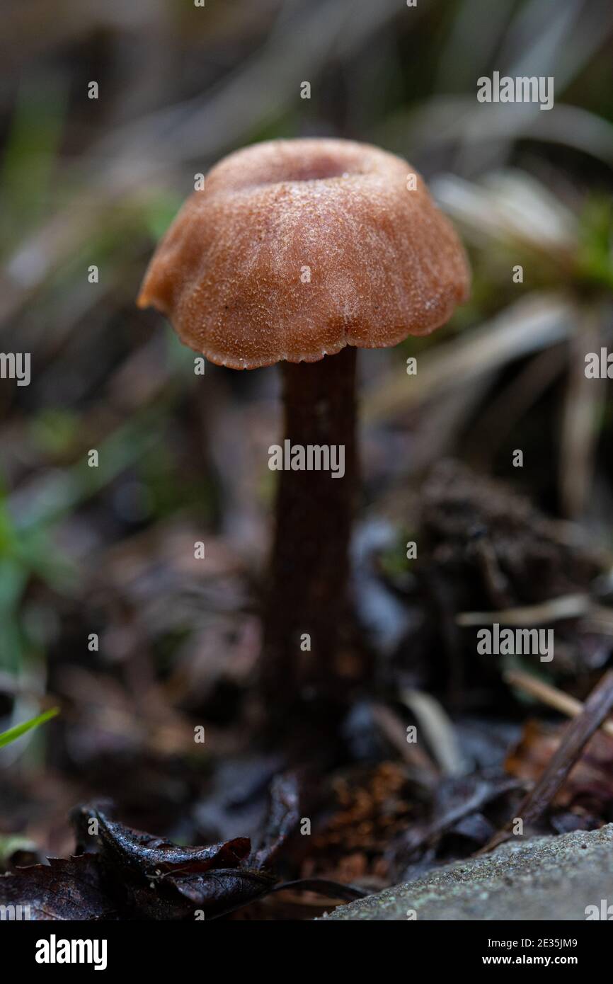 Rand des braunen Pilzbeckens, der im Wald in Great Smoky wächst Mountains National Park Stockfoto
