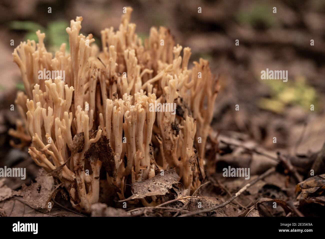 Gruppe von Pilzen wachsen aus Waldboden in Great Smoky Mountains National Park Stockfoto