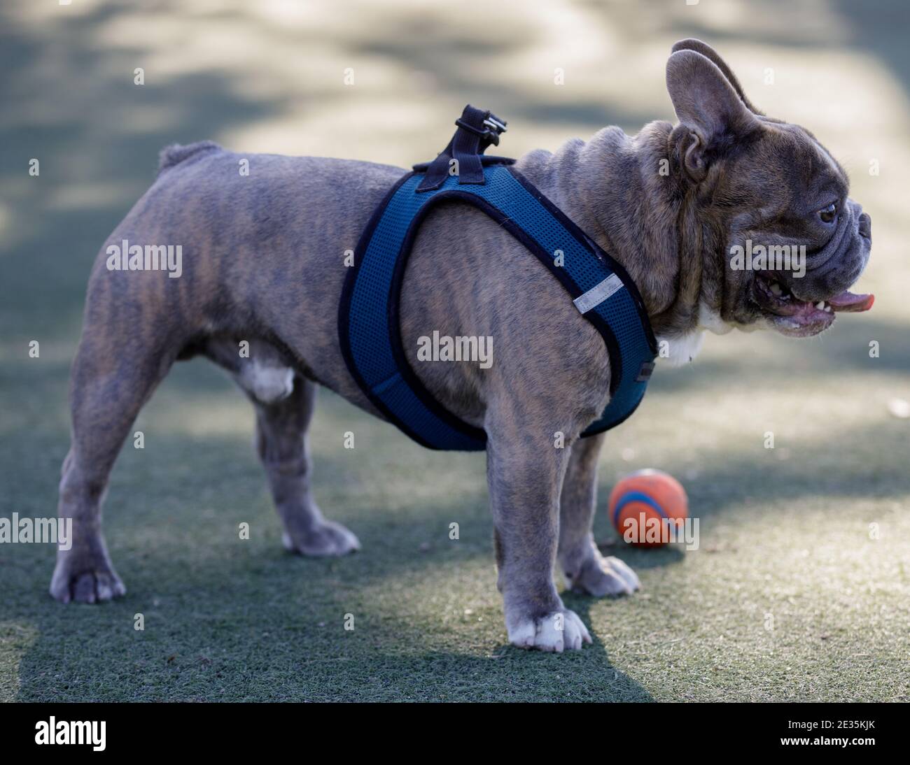 Brindle Französisch Bulldog männlich stehend neben Ball und keuchend Stockfoto