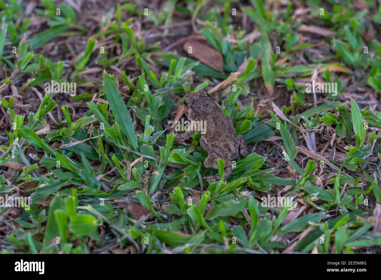 Rückansicht des kleinen Frosches auf dem grünen Gras Stockfoto
