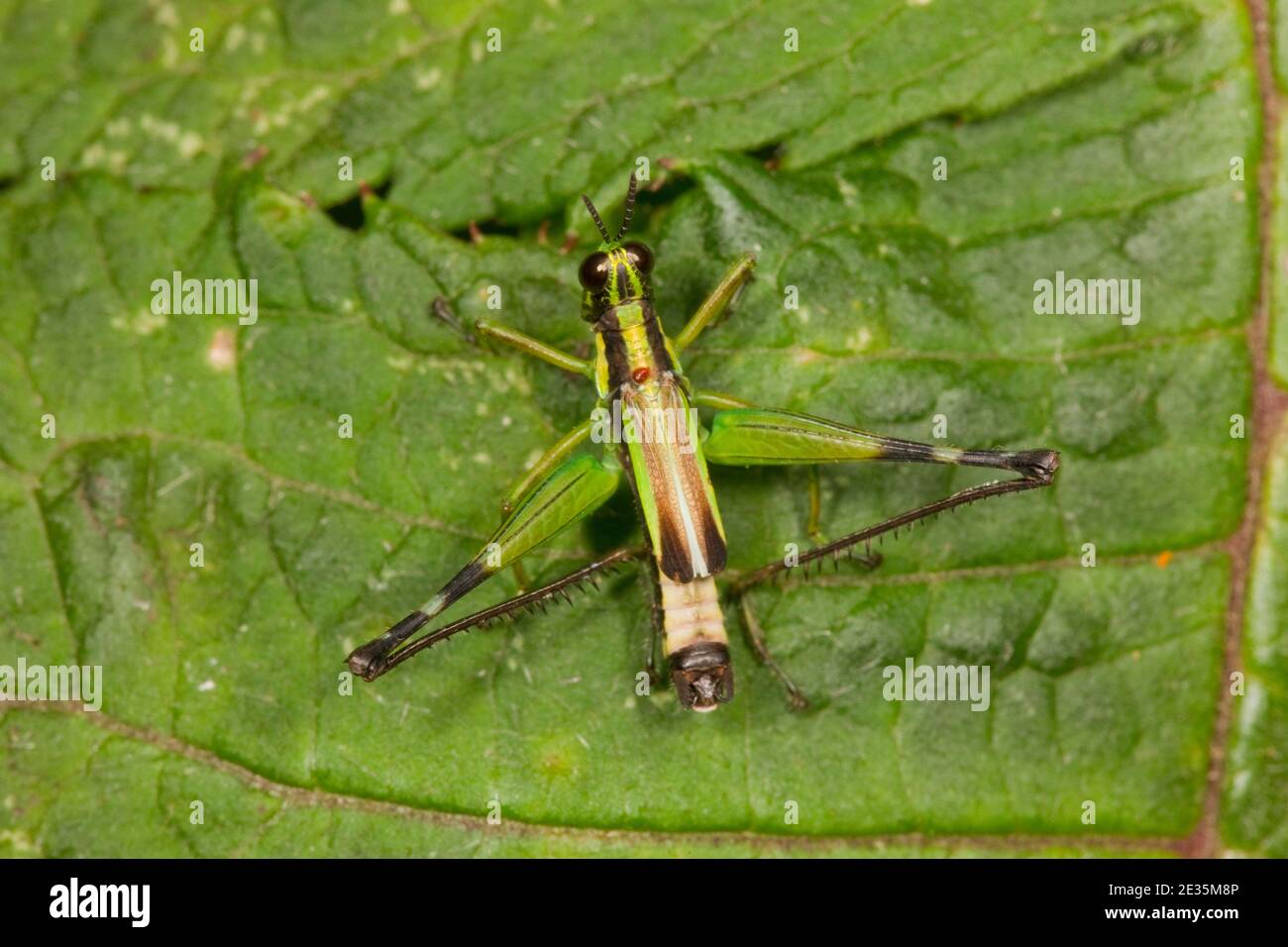Eumastacidae orthoptera Fotos und Bildmaterial in hoher Auflösung Alamy