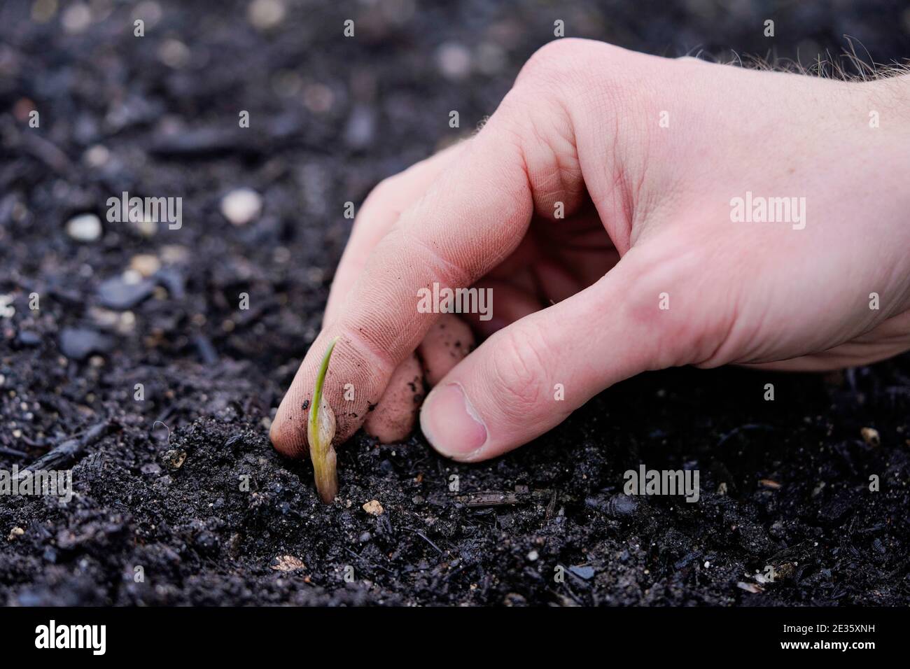 Mannheim, Deutschland. Januar 2021. Johannes Stange, Jazz-Trompeter und angehende Bio-Bauer, greift eine Knoblauchpflanze aus einem Blumenbeet. Angesichts der Absage von Konzerten aufgrund von Corona änderte er seine Karriere und schuf mit dem Gartenbau eine zweite wirtschaftliche Säule. (An dpa-KORR: 'Keine Konzerte: Musiker schaffen zweite Stütze bei Gärtnern') Quelle: Uwe Anspach/dpa/Alamy Live News Stockfoto