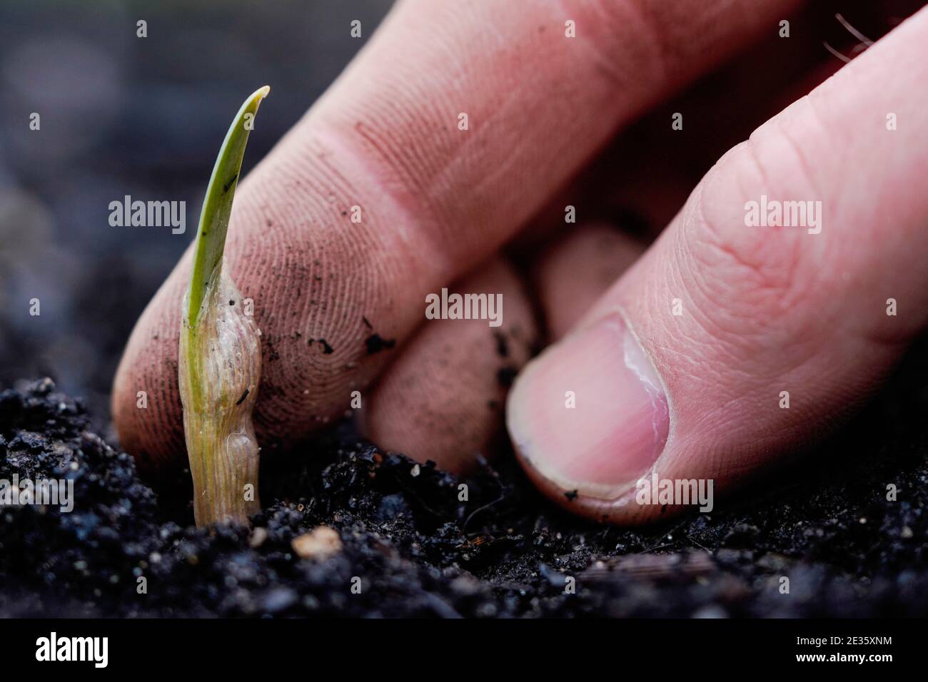 Mannheim, Deutschland. Januar 2021. Johannes Stange, Jazz-Trompeter und angehende Bio-Bauer, greift eine Knoblauchpflanze aus einem Blumenbeet. Angesichts der Absage von Konzerten aufgrund von Corona änderte er seine Karriere und schuf mit dem Gartenbau eine zweite wirtschaftliche Säule. (An dpa-KORR: 'Keine Konzerte: Musiker schaffen zweite Stütze bei Gärtnern') Quelle: Uwe Anspach/dpa/Alamy Live News Stockfoto