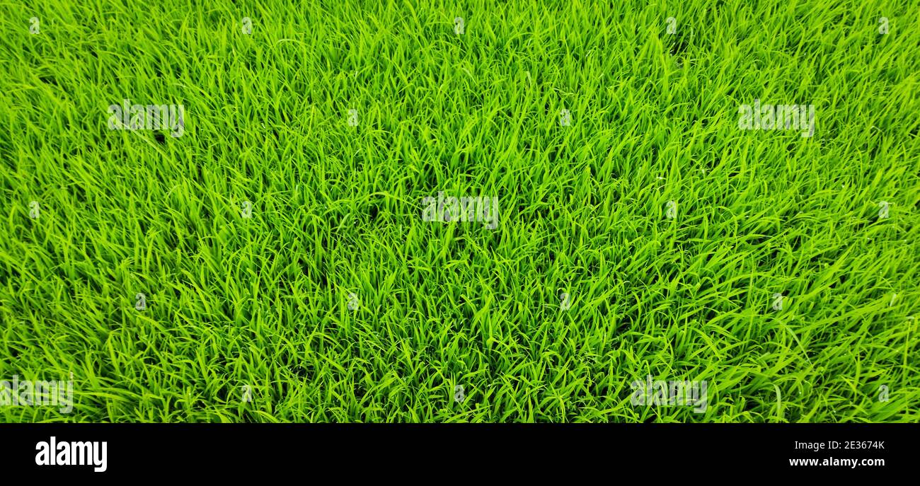 Grünes Gras Hintergrund des Reisfeldes. Neu geborene Reispflanzen, schöner grüner Hintergrund von Reispflanzen. Stockfoto