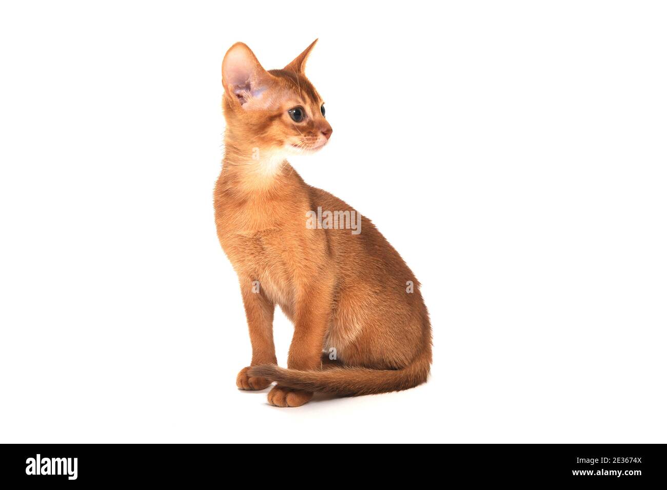 Ingwer reinrassige Kätzchen auf weißem Hintergrund Stockfoto