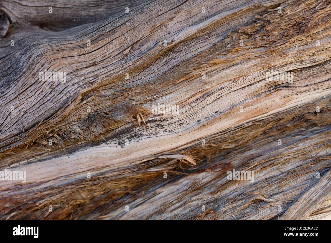 Peeling-Rinde, California Juniper, Juniperus californica, Cupressaceae, einheimischer Strauch, Joshua Tree National Park, Southern Mojave Desert. Stockfoto