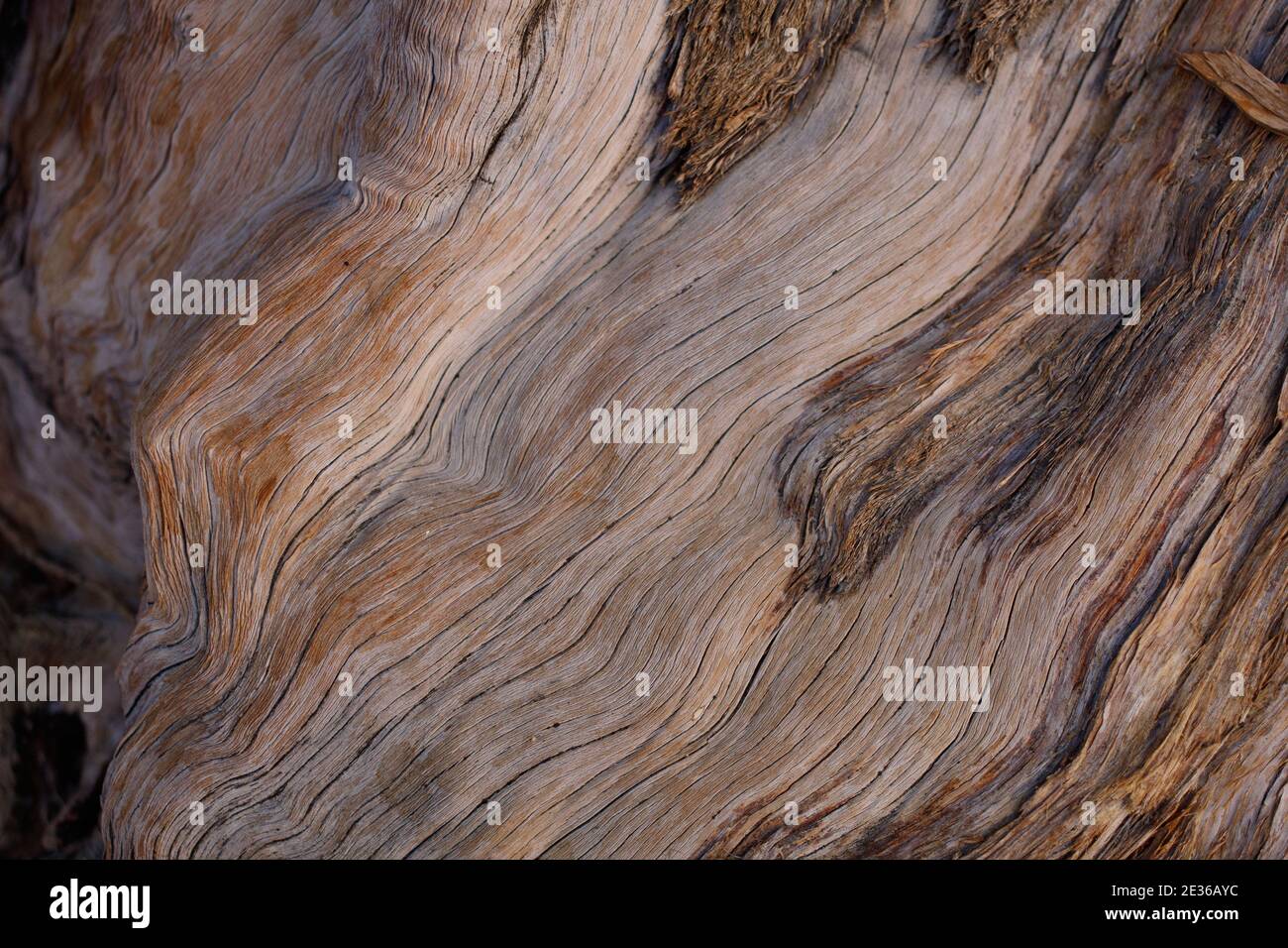 Peeling-Rinde, California Juniper, Juniperus californica, Cupressaceae, einheimischer Strauch, Joshua Tree National Park, Southern Mojave Desert. Stockfoto
