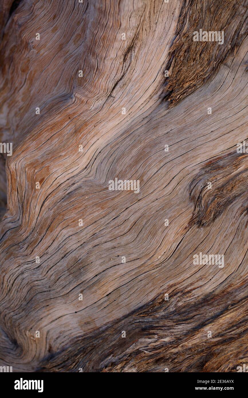 Peeling-Rinde, California Juniper, Juniperus californica, Cupressaceae, einheimischer Strauch, Joshua Tree National Park, Southern Mojave Desert. Stockfoto