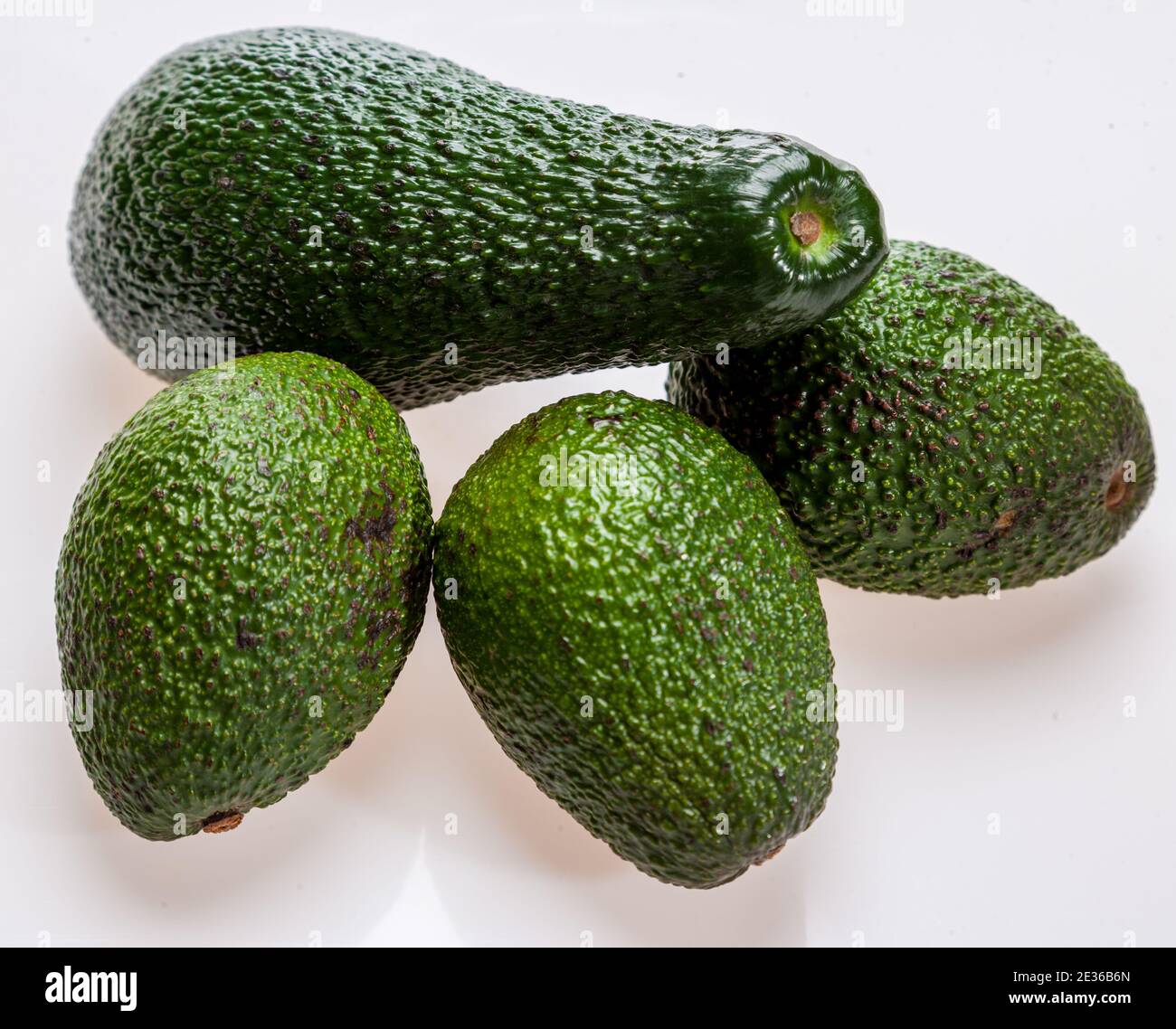 Avocado, Avokado (Persea americana) Stockfoto