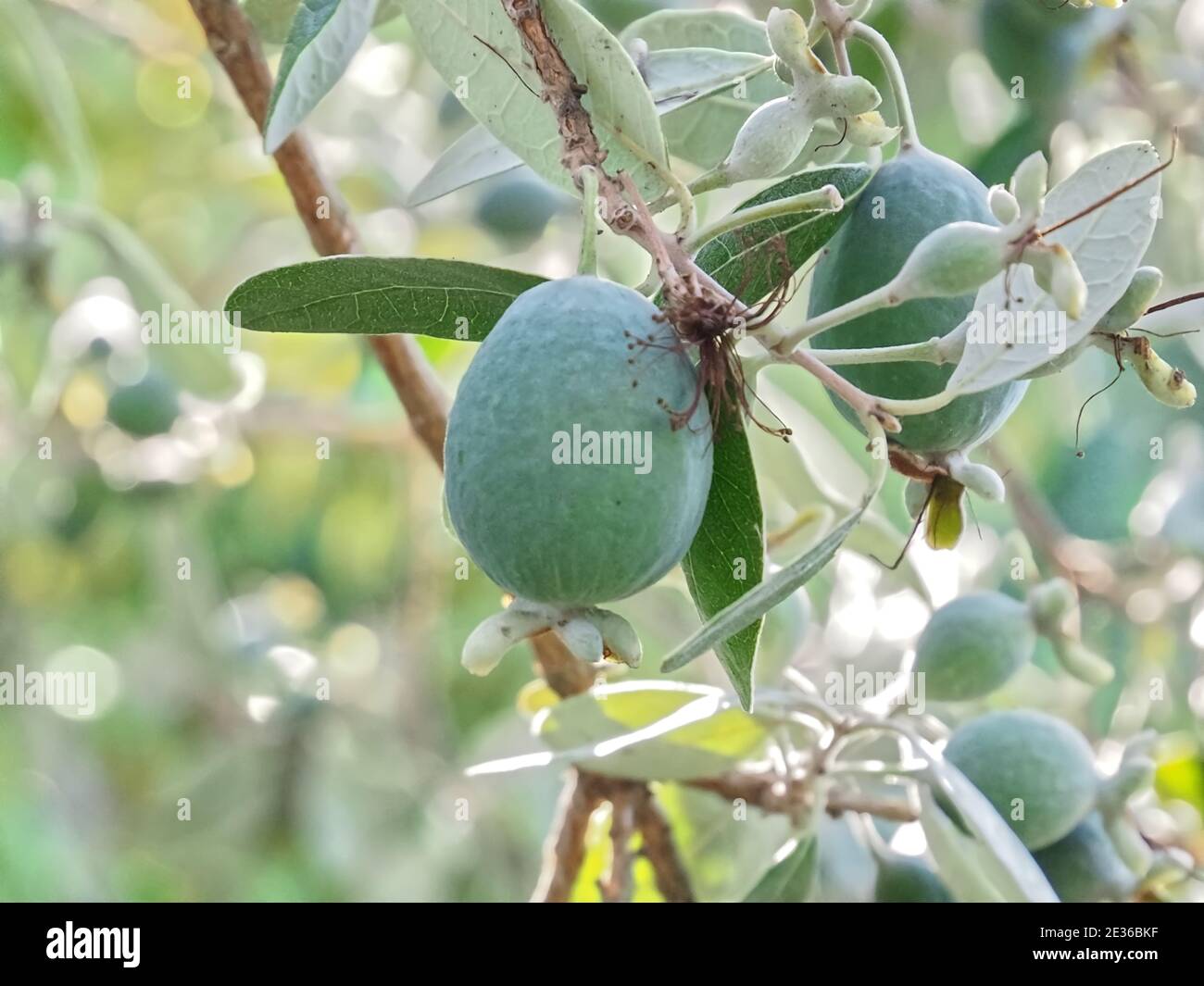 Makro von Ananas Guava Baum mit Früchten Stockfoto