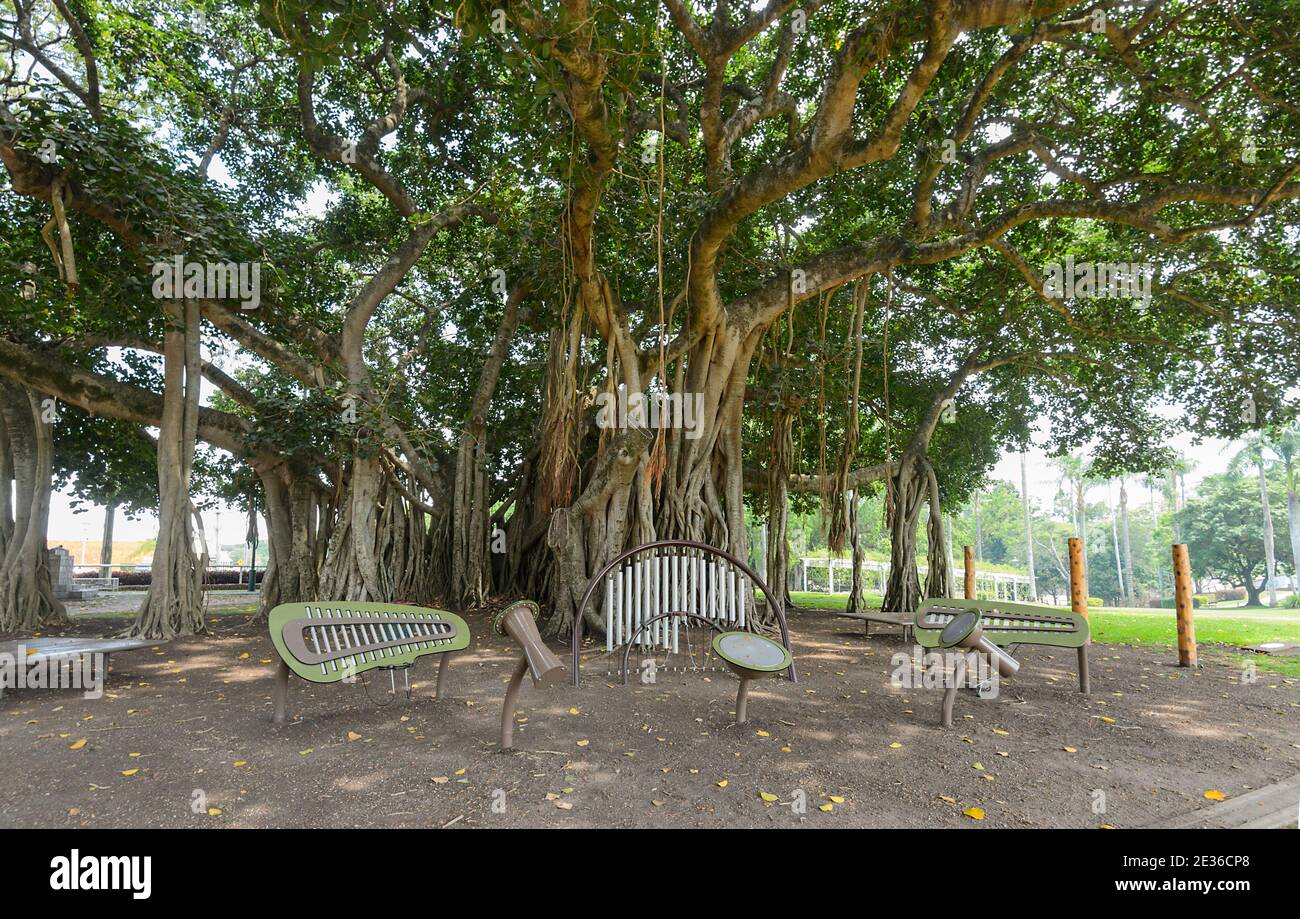 Musikinstrumente unter dem über 100 Jahre alten Giant Fig Tree im denkmalgeschützten Botanischen Garten, Queen's Park, Maryborough, Queensland, QLD, Austr Stockfoto